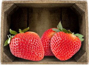 London Fruit and Veg Supplier