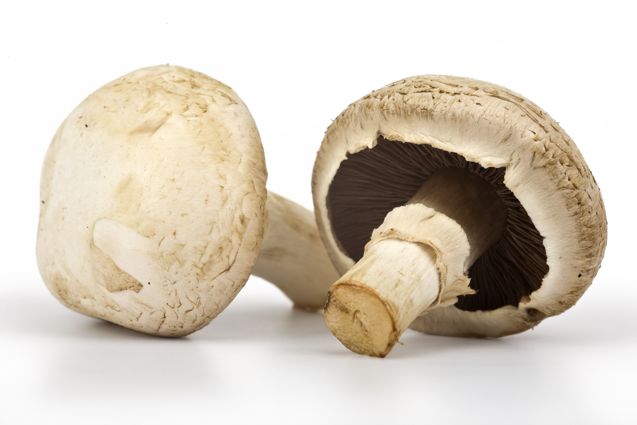 Open Cup Mushrooms