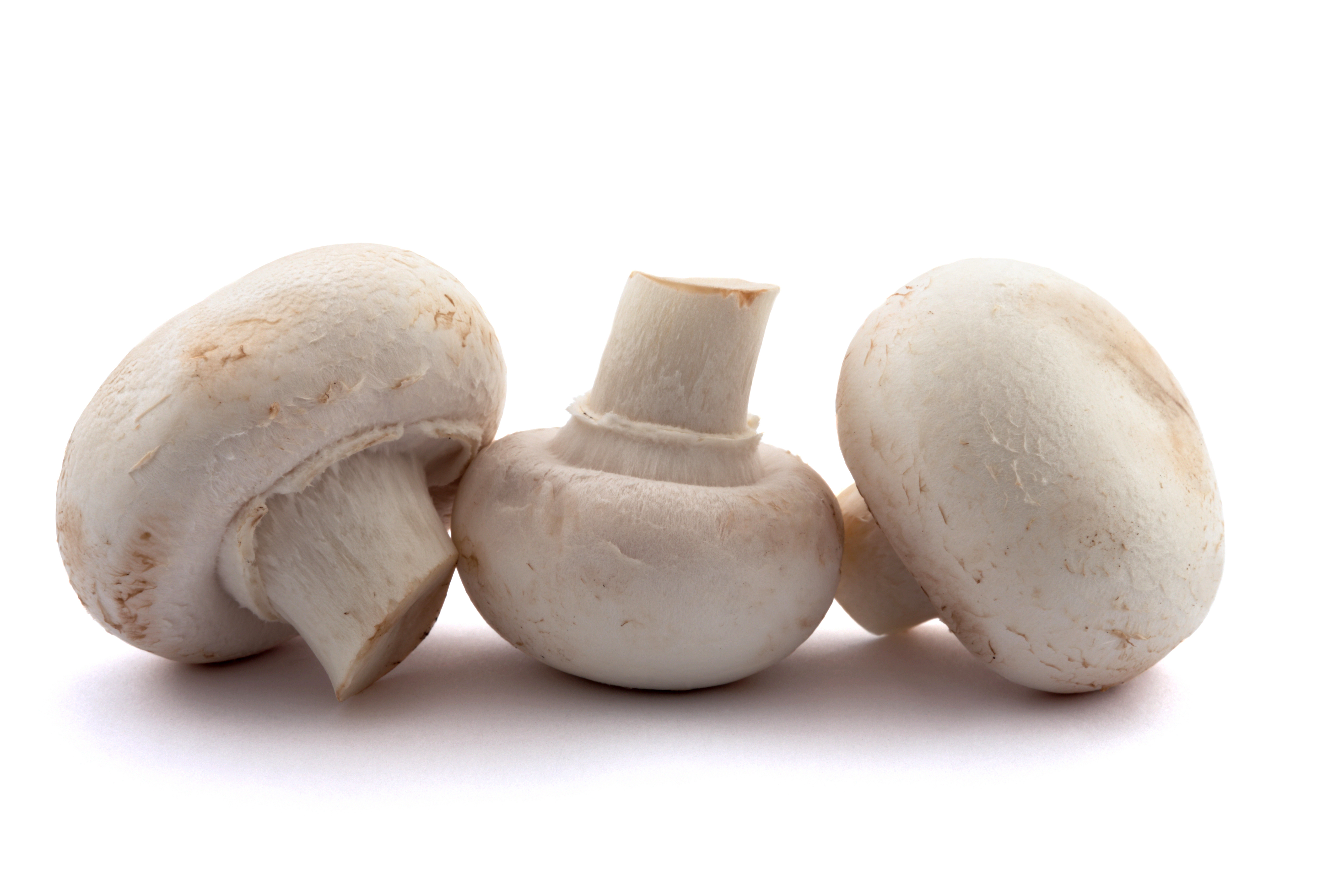Cup Mushrooms