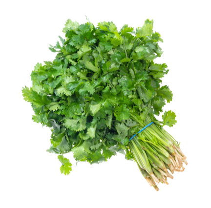 Picked Coriander Bunch