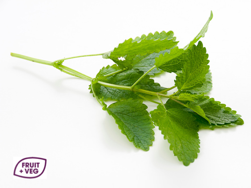 Fresh Lemon Balm