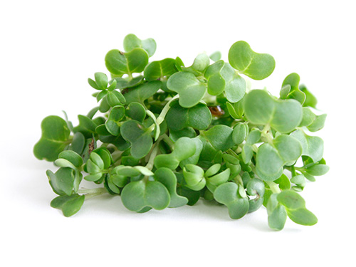 Land Cress