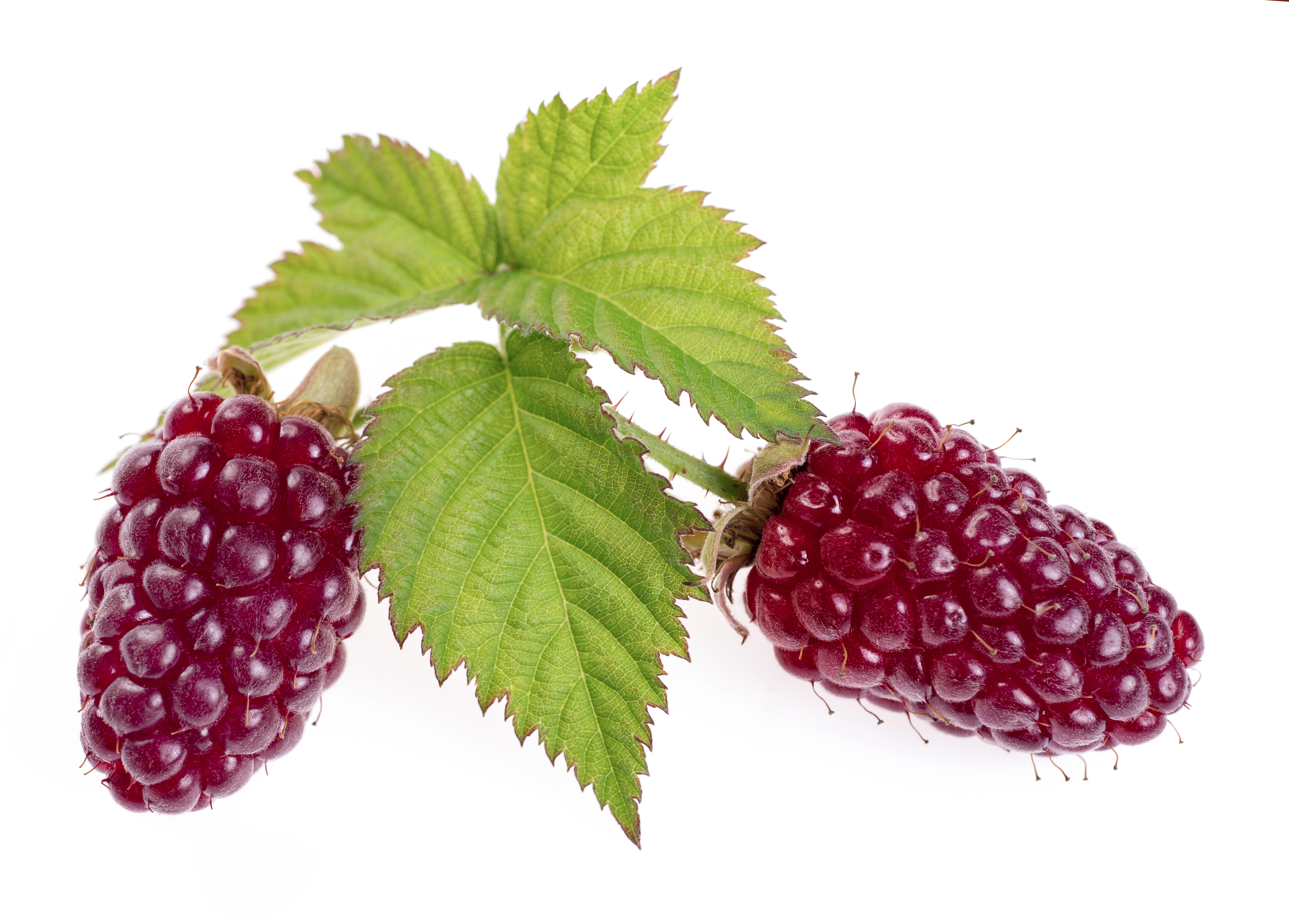 Loganberries