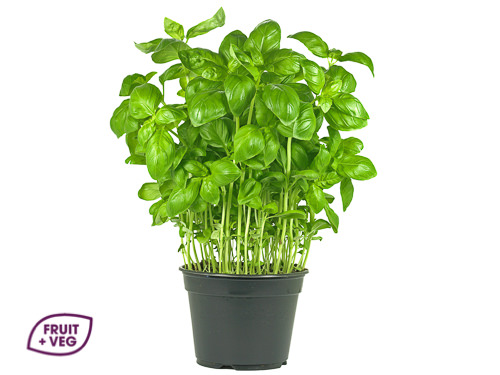 Potted Basil