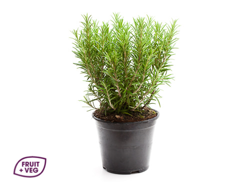 Potted Rosemary