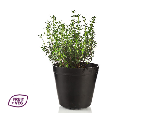 Potted Thyme