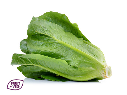 Cos Lettuce